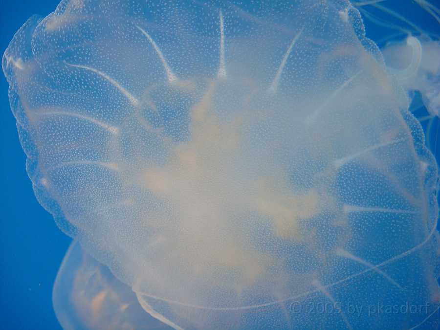 Baltimore [2009 July 02] 204.JPG - Scenes from Baltimore's Inner Harbor.